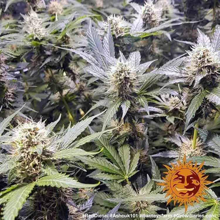 Red Diesel