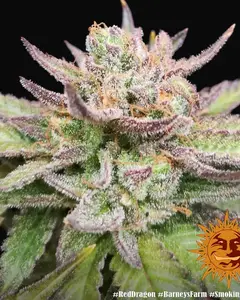 Red Dragon
