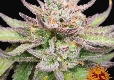 Red Dragon