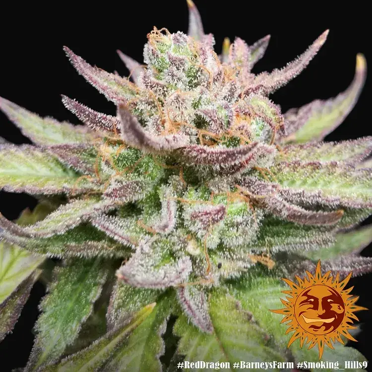 Red Dragon