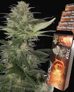 Red Dwarf Auto