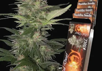 Red Dwarf Auto