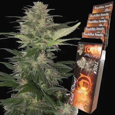Red Dwarf Auto