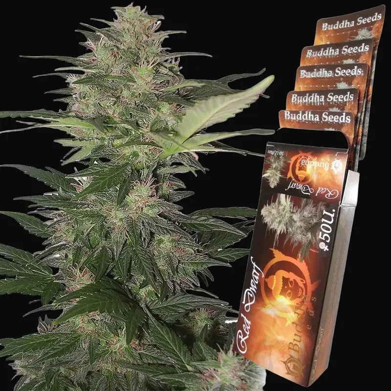 Red Dwarf Auto