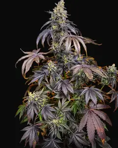 Red Gorilla Girl XL Auto