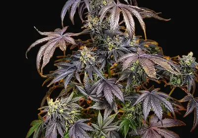 Red Gorilla Girl XL Auto