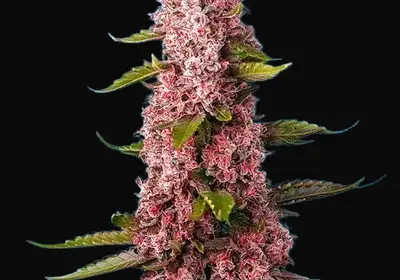 Red Hot Cookies
