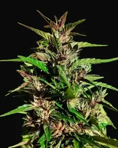 Red Laos Regular