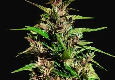 Red Laos Regular