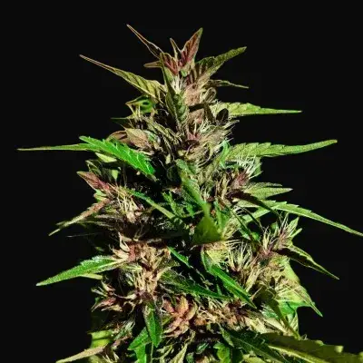 Red Laos Regular