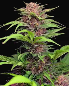 Red Mimosa XL Auto