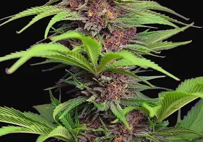 Red Mimosa XL Auto
