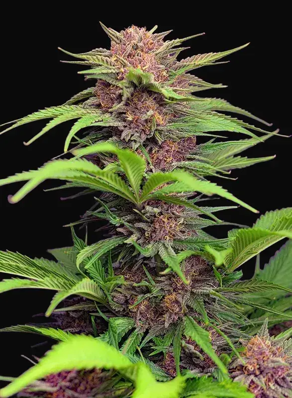 Red Mimosa XL Auto