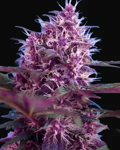 Red Poison Auto