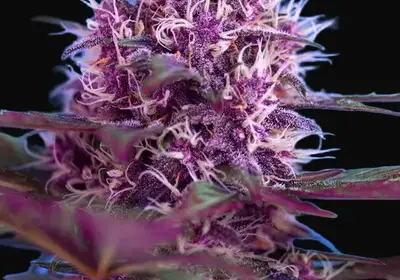 Red Poison Auto