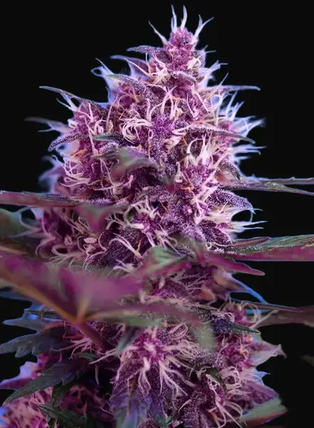 Red Poison Auto