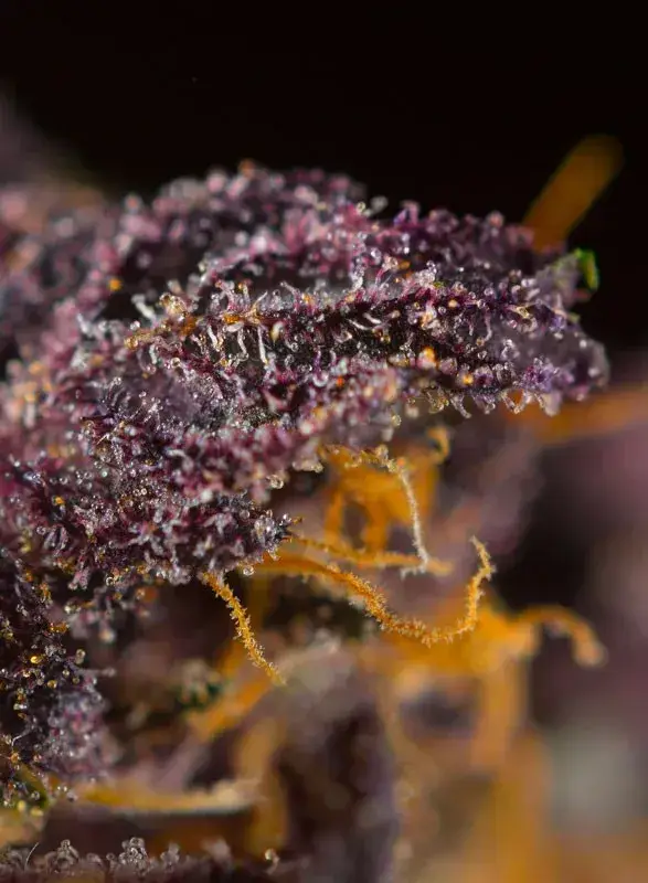 Red Poison Auto — zdjęcie 2