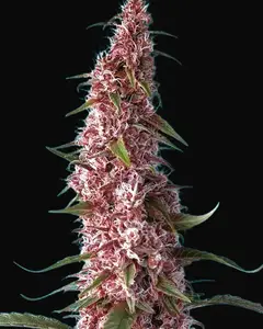 Red Pure Auto CBD