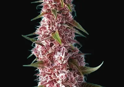 Red Pure Auto CBD
