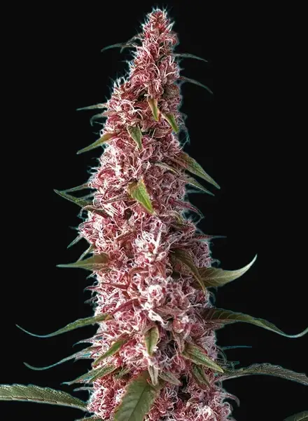 Red Pure Auto CBD