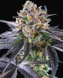 Red Strawberry Banana Auto