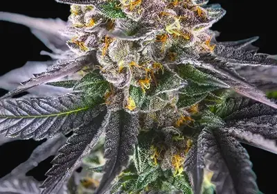 Red Strawberry Banana Auto