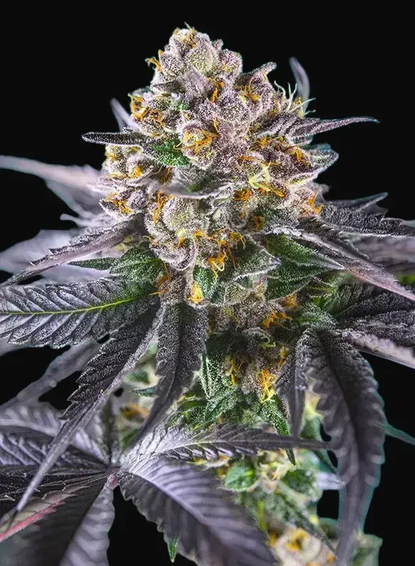 Red Strawberry Banana Auto
