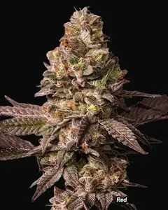 Red Tropicana Cookies