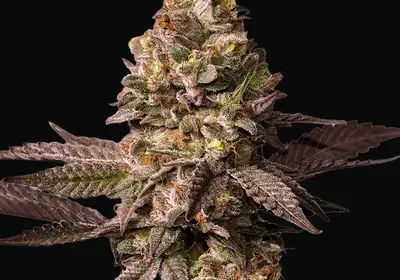 Red Tropicana Cookies