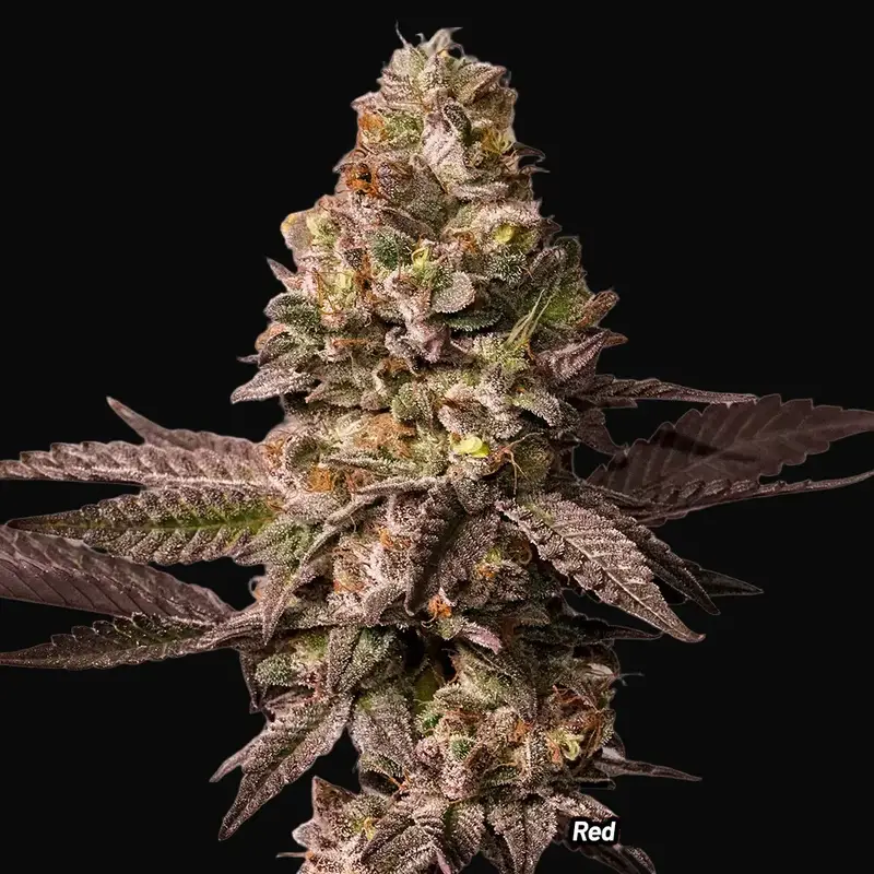 Red Tropicana Cookies
