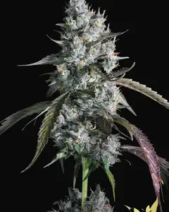 Red Velvet Auto