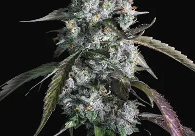 Red Velvet Auto