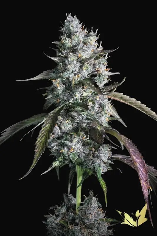 Red Velvet Auto