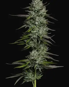 Redemption Indica