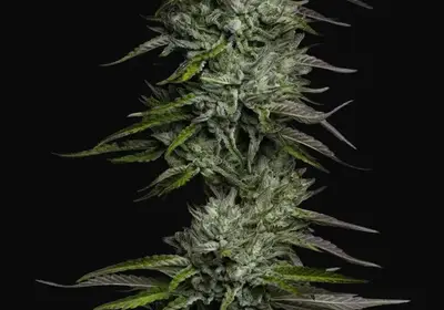 Redemption Indica