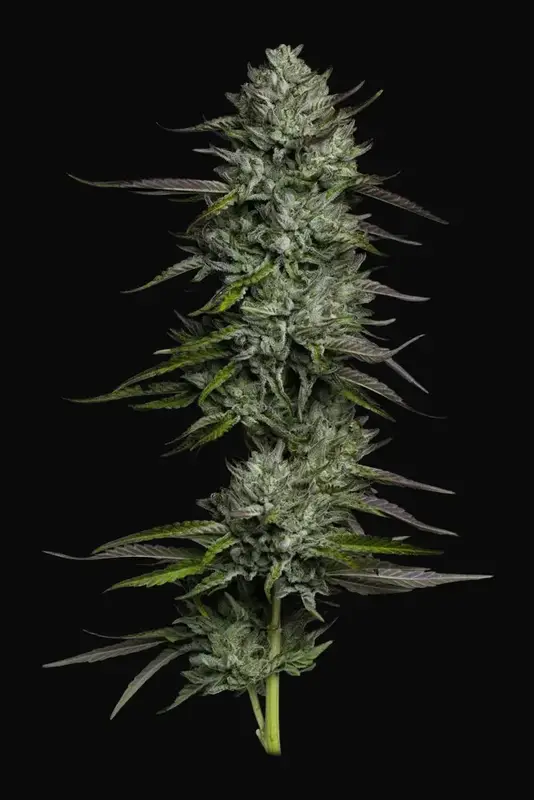 Redemption Indica