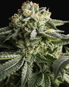 Remo Chemo