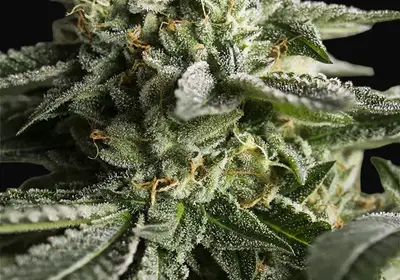Remo Chemo