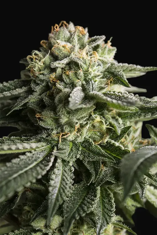 Remo Chemo