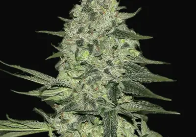 Rhino Ryder Auto