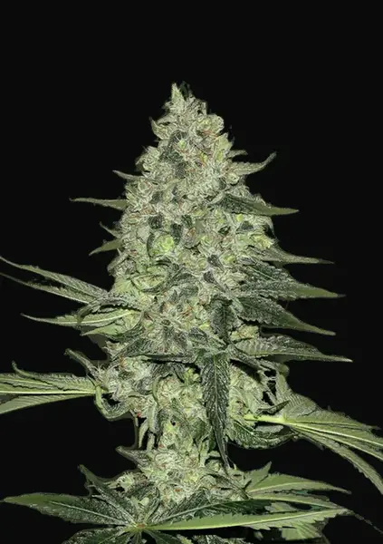 Rhino Ryder Auto