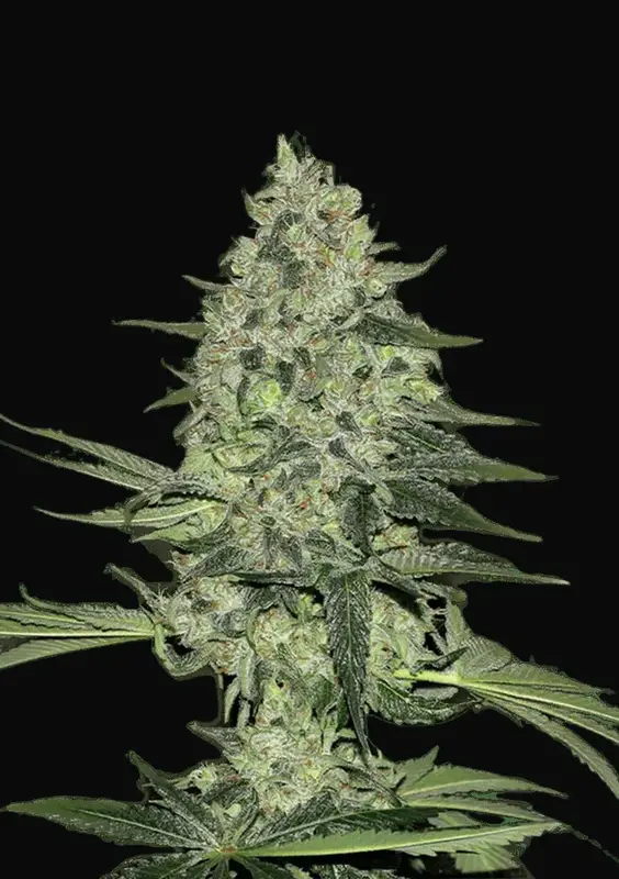 Rhino Ryder Auto