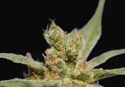 Rhode Island Skunk