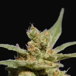Rhode Island Skunk