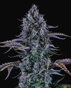 Ripley's OG Auto