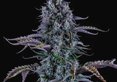 Ripley's OG Auto