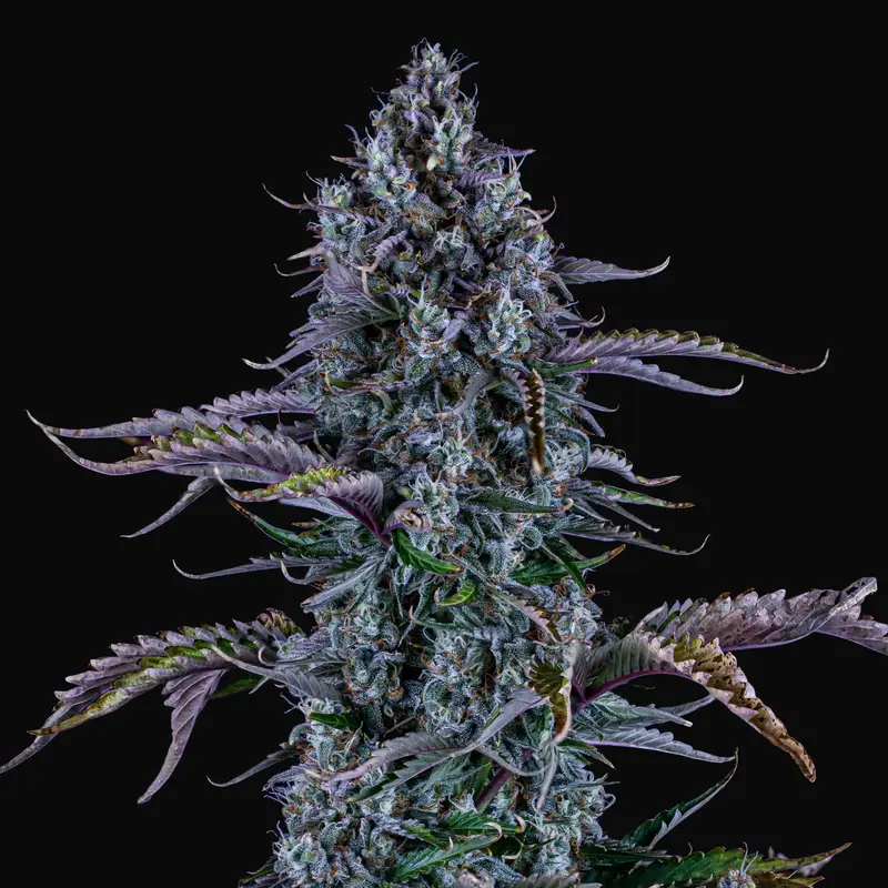 Ripley's OG Auto