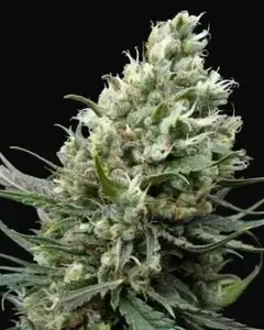 Ripper Haze