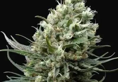 Ripper Haze
