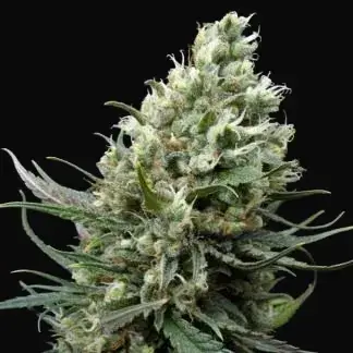 Ripper Haze